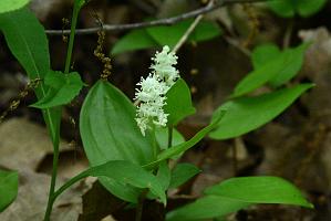 2025-05288742 Oxbow NWR, MA